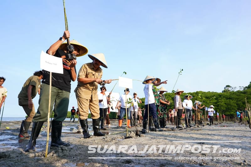 Mitigasi Perubahan Iklim PLN Situbondo Tanam 16 Ribu Mangrove Di TN