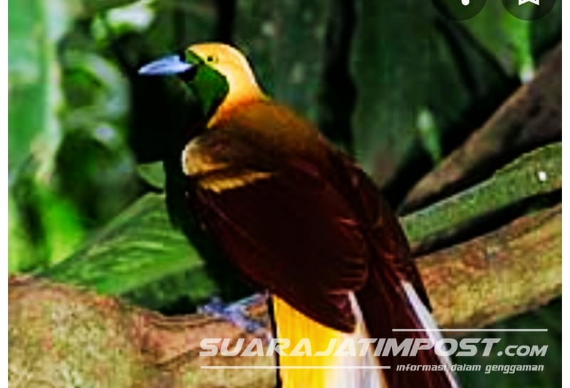 Pelihara Dua Ekor Burung Cendrawasih, Warga Padomasan Jadi Tersangka