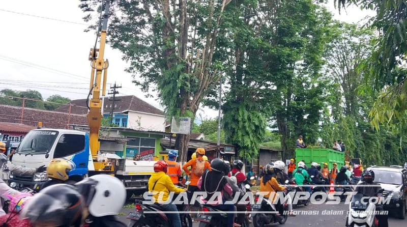 Antisipasi Korban Tertimpa Pohon, Tim Gabungan Jember Lakukan Pemangkasan