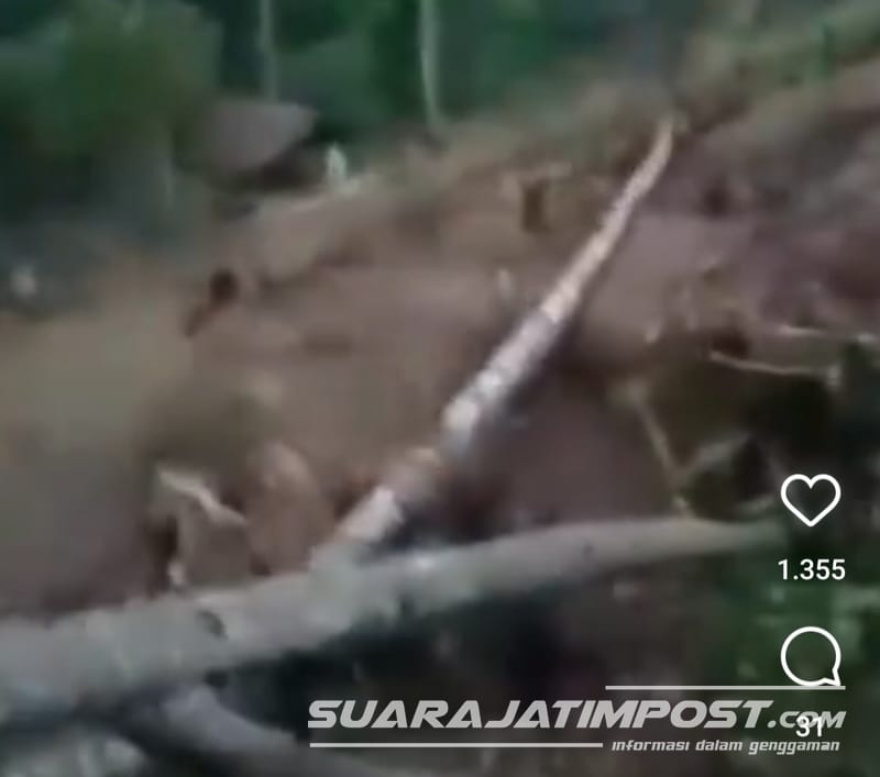 Viral Video Dugaan Ilegal Logging di Banyuwangi, Warganet : Makanya Akhir-akhir ini Sering Banjir