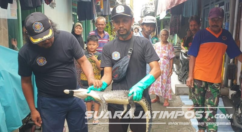 Dikira Biawak, Warga Tangkap Buaya Berukuran 1,2 Meter di Kota Mojokerto