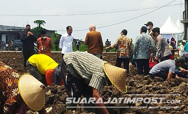 Presiden RI Joko Widodo saat meninjau perkebunan Temu Giring di Batankrajan, Gedek