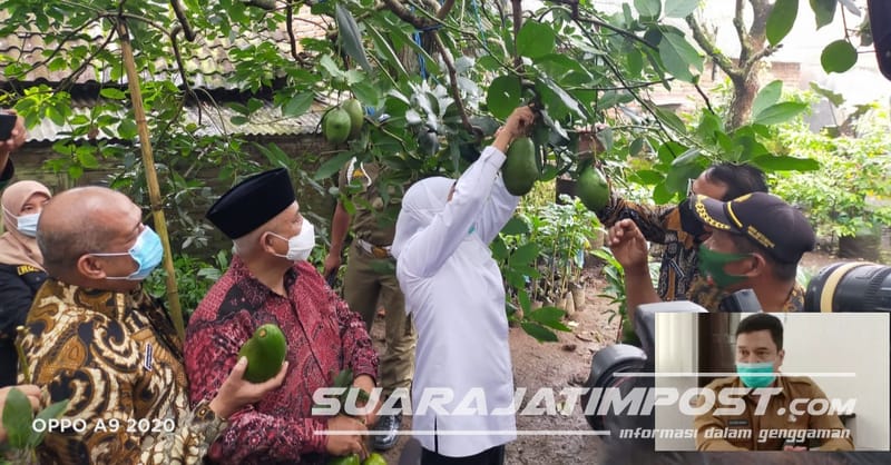 Pemkab Malang Terus kembangkan Varietas Lokal Buah Alpukat, salah Satunya sudah Merambah Pangsa Pasar Eropa