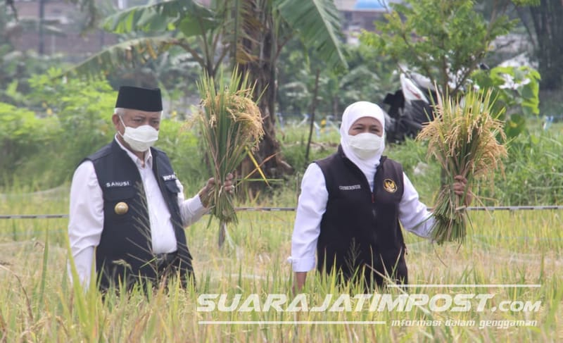 Gubernur Jatim Bersama Bupati Malang Panen Raya Padi Di Desa Banjararum Singosari