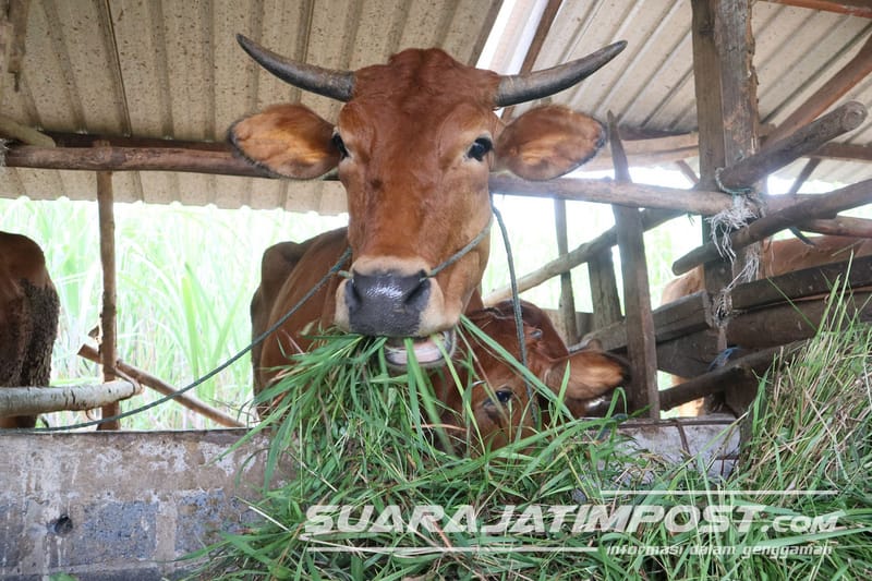 Giliran 5 Kambing Terjangkit PMK di Kabupaten Mojokerto, Sementara Sapi Sembuh Naik 178 Ekor