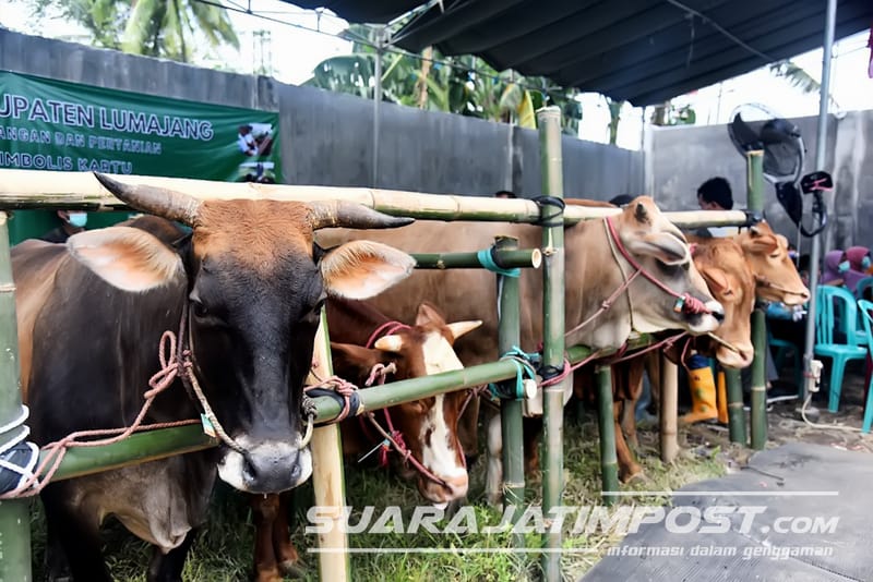 5 Ternak Sapi Mati di Kabupaten Lumajang Terserang PMK
