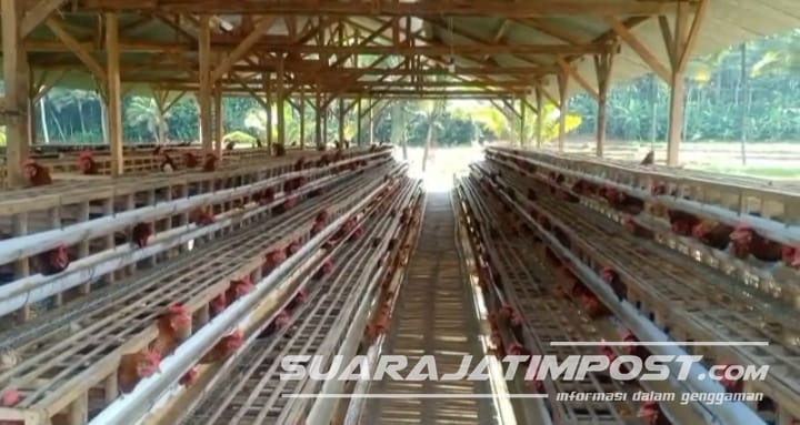 Mahalnya Pakan Jadi Pemicu Kenaikan Harga Telur di Banyuwangi 