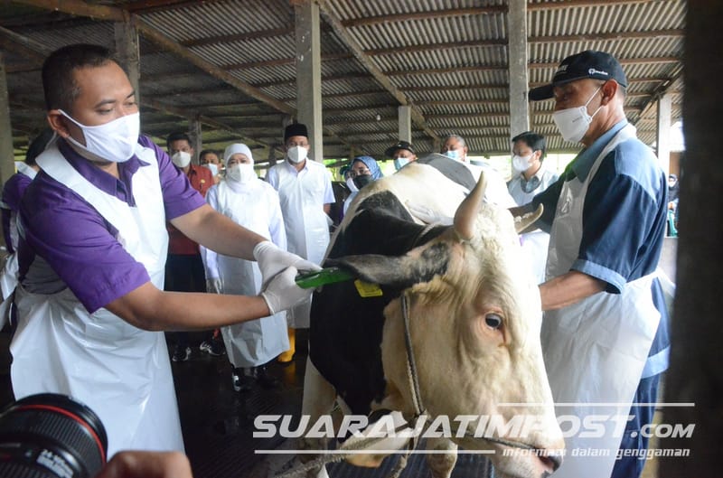 Bupati Sidoarjo dan Gubernur Jawa Timur  Memastikan Hewan Ternak Sidoarjo Tervaksin PMK