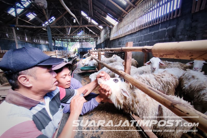 Cegah PMK Pada Ternak, Peternak Kambing Jember Berikan Treatment Minyak Batok Kelapa
