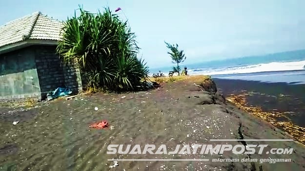 Akibat Abrasi, Pesisir Pantai Selatan Jember Amblas Sepanjang 200 Meter