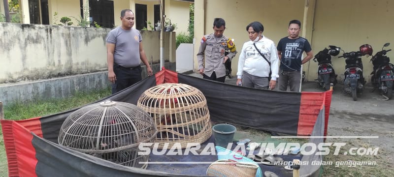 Judi Sabung Ayam di Situbondo Digerebek, Polisi Amankan 5 Jenis Barang Bukti