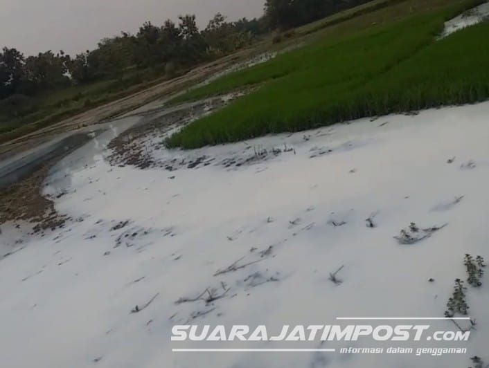 Viral! Video Aliran Sungai Tercemar Limbah, Diduga dari PT PRIA Mojokerto