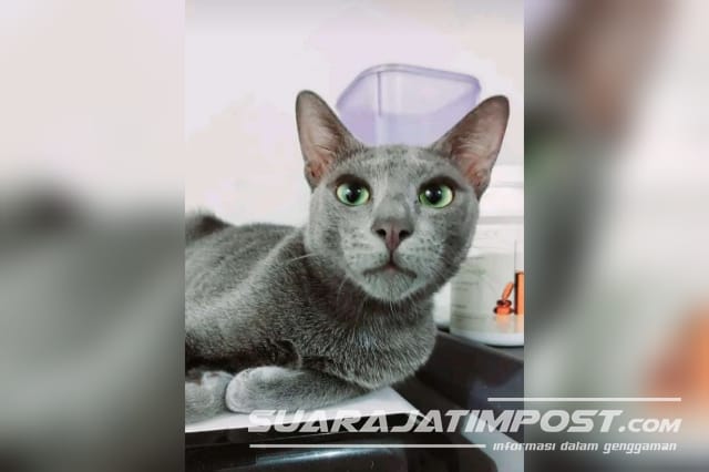 Mengenal Kucing Busok, Si Manis Asli Madura